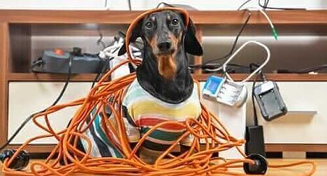 dog with electricals