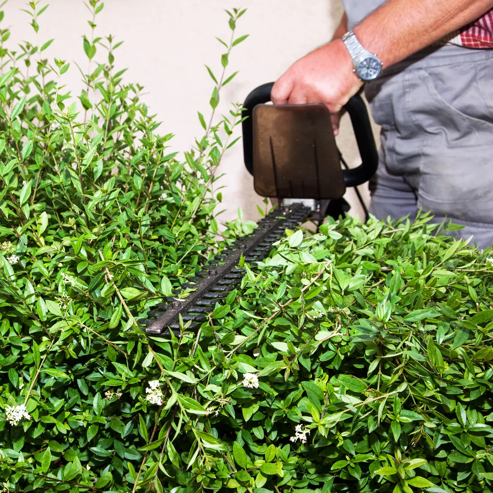 close up of a leafy hedge being trimmed with an electric strimmer